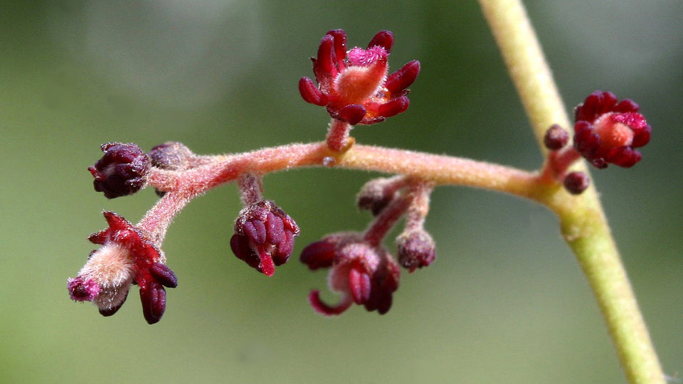 Tongkat Ali: Your Natural Solution for Enhanced Male Fertility and Wellness